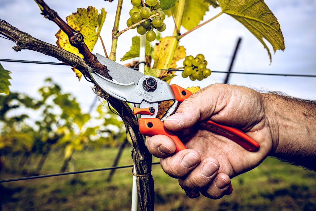 Gartenschere Wein verschneiden